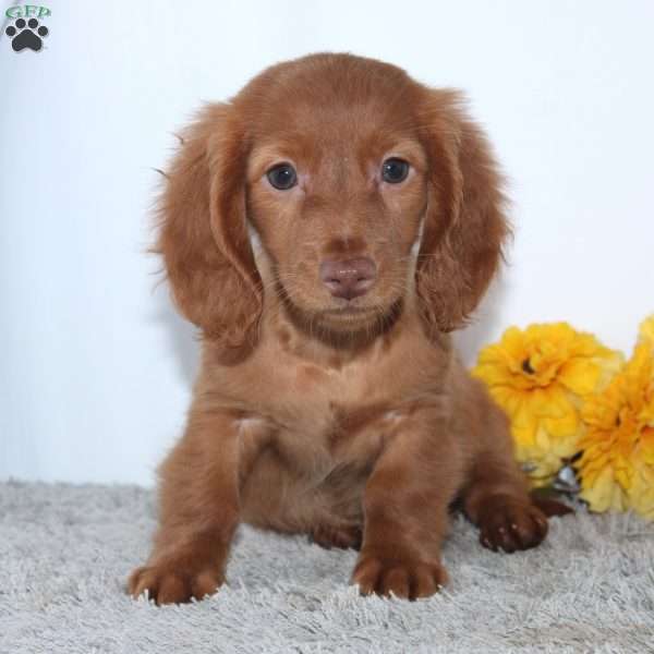 Walker, Dachshund Puppy